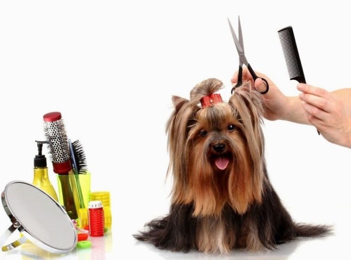 собака стрижка