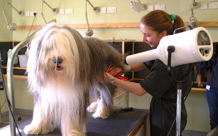 парикмахер для собак