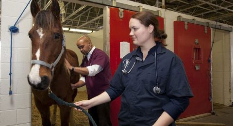 Ветеринар-2