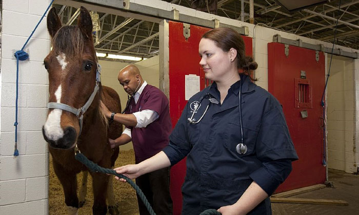 Ветеринар-2